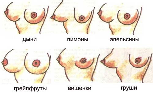Темперамент женщины зависит от формы груди.